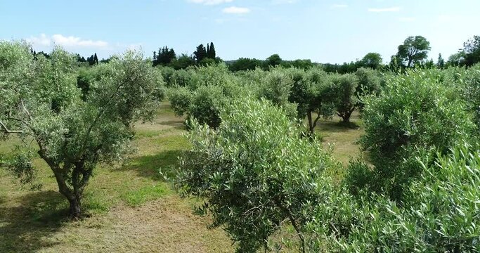 Vue a&eacute;rienne - champs d'oliviers - provence France