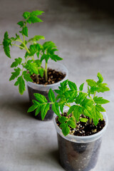 Tomato plant seedlings growing in plastic pot.