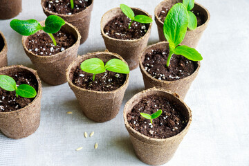 A young squash seedling grows in pot.