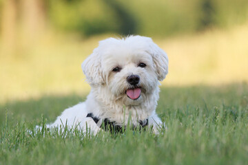 Exhausted Maltese dog Resting in Grass