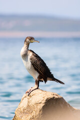Fototapeta na wymiar Cormorant on Rock Checking its Surroundings