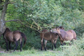 Brown horses in summer at White Cliffs of Dover, England Great Britain