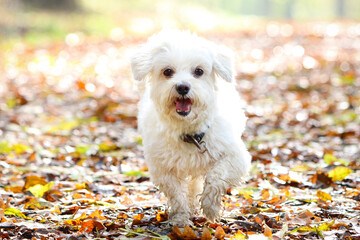 Maltese dog With Open Mouth Between Colorful Leaves During Fall