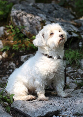 Dreamy Maltese dog Looking at the sun