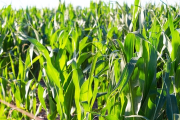 field landscape with young corn plantation