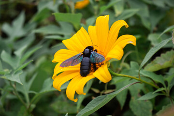 bee on yellow flower