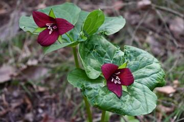 Wild Red Trillium flower 