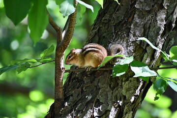 Cute chipmunk sitting on a tree in summer time