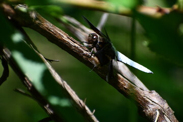 Big dragonfly chilling in halfshadow on a branch