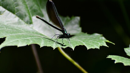 Dark green shiny dragonfly sittingon a green leaf in half shadow