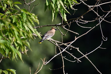 Cedar waxwing sitting on a branch summer time