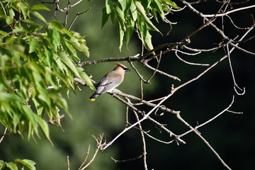 Cedar waxwing sitting on a branch in summer time