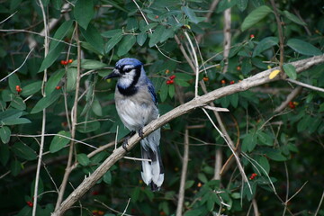 Blue jay chilling on a branch summer time