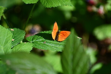 Orange winged butterfly chilling on a green leaf in summer © Sebastian
