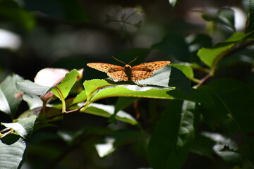 Orange butterfly sitting on a leaf in polish forest