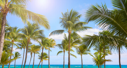 Fototapeta na wymiar Coconut palm trees on a Caribbean beach, Mexico.