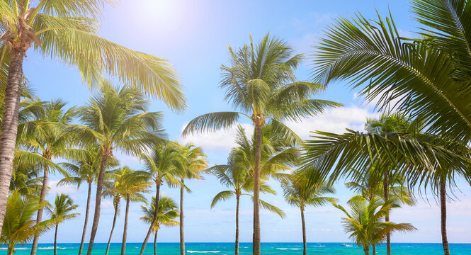 Coconut palm trees on a Caribbean beach, Mexico.