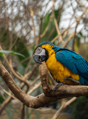 Guacamayo azul y amarillo