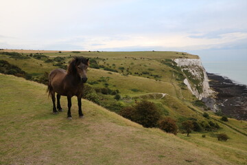 Horse at White Cliffs of Dover, England Great Britain