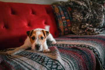 Jack Russel Terrier puppy dog sitting on a blanket on a red couch in a living room