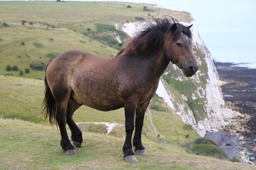 Brown horse at White Cliffs of Dover, England Great Britain - obrazy, fototapety, plakaty