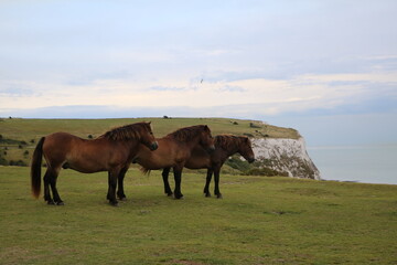 Holidays in summer at White Cliffs of Dover, England Great Britain