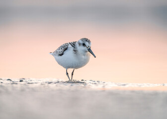 Sanderling (Calidris alba) is a small wading bird of the Scolopacidae family. Sanderling - at the...