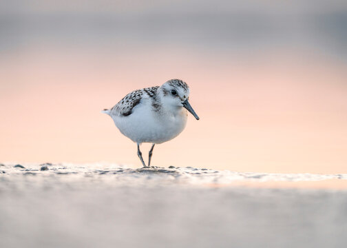 Sanderling (Calidris alba) is a small wading bird of the Scolopacidae family. Sanderling - at the sea shore on autumn migration way.
