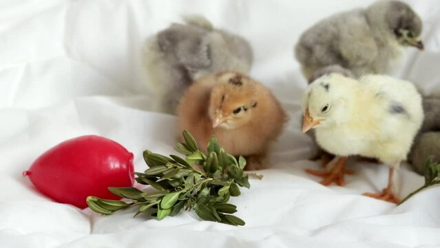 little chicken baby poultry kid sleeping on white blanket with candle red easter and real egg.lot of many some cute adorable  chickens falling asleep in bedroom,bush dry branch easter holiday 4k clos