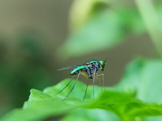 dragonfly on a green leaf