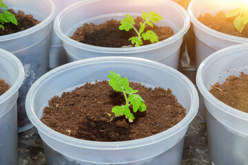 Growing genetically pure products. Non gmo food. 100 natural product.