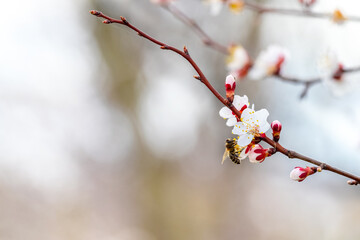 Cherry plum branch with flowers and a bee on the flower. Cherry plum blossoms