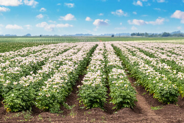 A farm field with rows of potatoes in bloom. Flowering potatoes. Growing potatoes