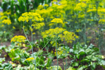 Obraz premium Dill on the beds. Dill inflorescence in the field, growing dill