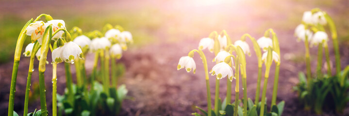 White snowdrops with raindrops in the forest in spring on a blurred background. Panorama