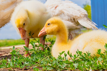 Gosling. Poultry farm for breeding geese. Little goose chicks in the grass.