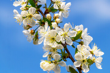 Cherry branch with white flowers on the background of the blue sky in sunny weather