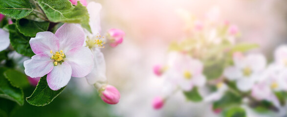 Blossoming apple tree. A branch of an apple tree with pink and white flowers on a blurred background