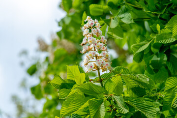 Chestnut with white flowers in sunny weather. Chestnut blossoms