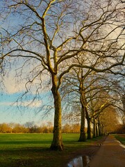Trees in the park
