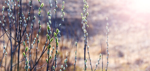 Thin willow branches with catkins on a blurred background in sunny weather