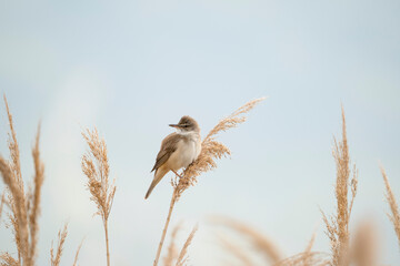 Great reed warbler (Acrocephalus arundinaceus) is a passerine bird of the Acrocephalidae family
