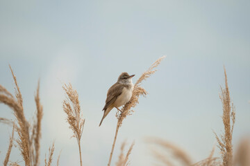 Great reed warbler (Acrocephalus arundinaceus) is a passerine bird of the Acrocephalidae family.