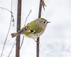 Goldcrest (Regulus regulus) is a very small passerine bird in the Regulidae family. Goldcrest...