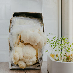 Microgreens and hericium erinaceus mushrooms cultivated at kitchen at home © lithiumphoto