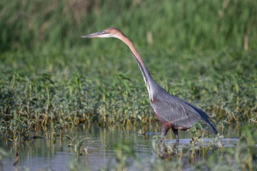 Ardea goliath - Goliath Heron - Heron goliath