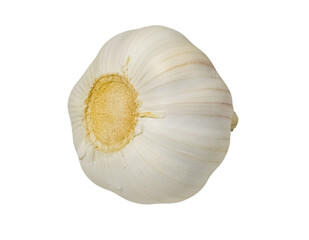 One whole natural garlic lying on its side with the back side isolated on a white background