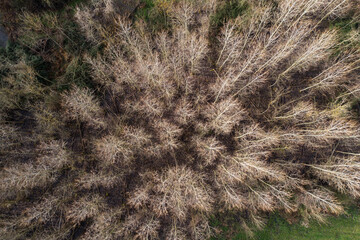 Vue du sommet des arbres en hiver