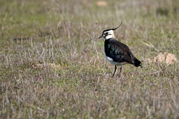 Kiebitz&nbsp;(Vanellus vanellus)