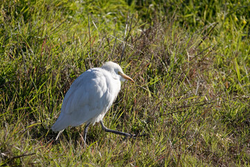 Kuhreiher (Bubulcus ibis)